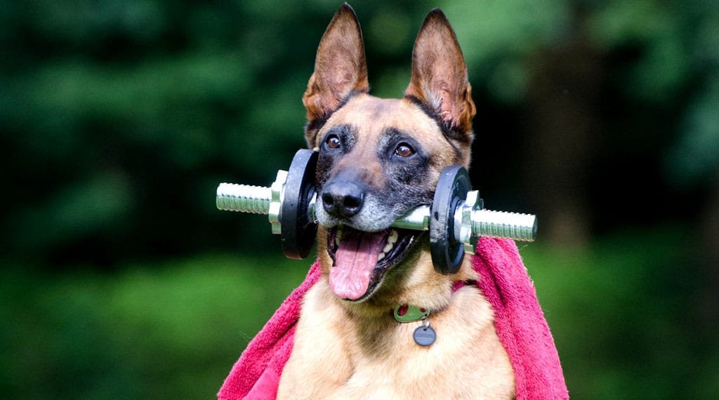 Healthy Habits & Exercises for Your Pets Blog08 Free Img 1